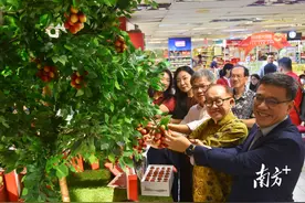 广东“荔”量飘香马来，见证中马两国友谊与合作图片