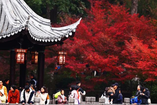 栖霞山人气爆棚，红叶超长待机！@友友们，错峰更有乐趣哦~