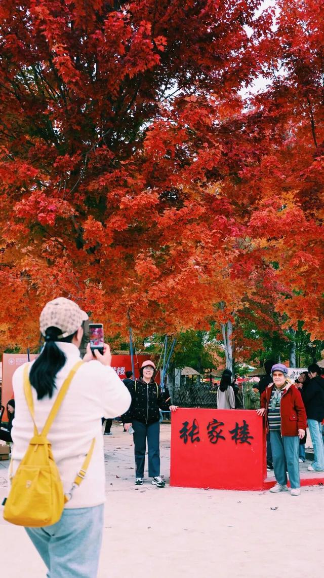 青岛赏秋去哪里？这几个地方别错过！