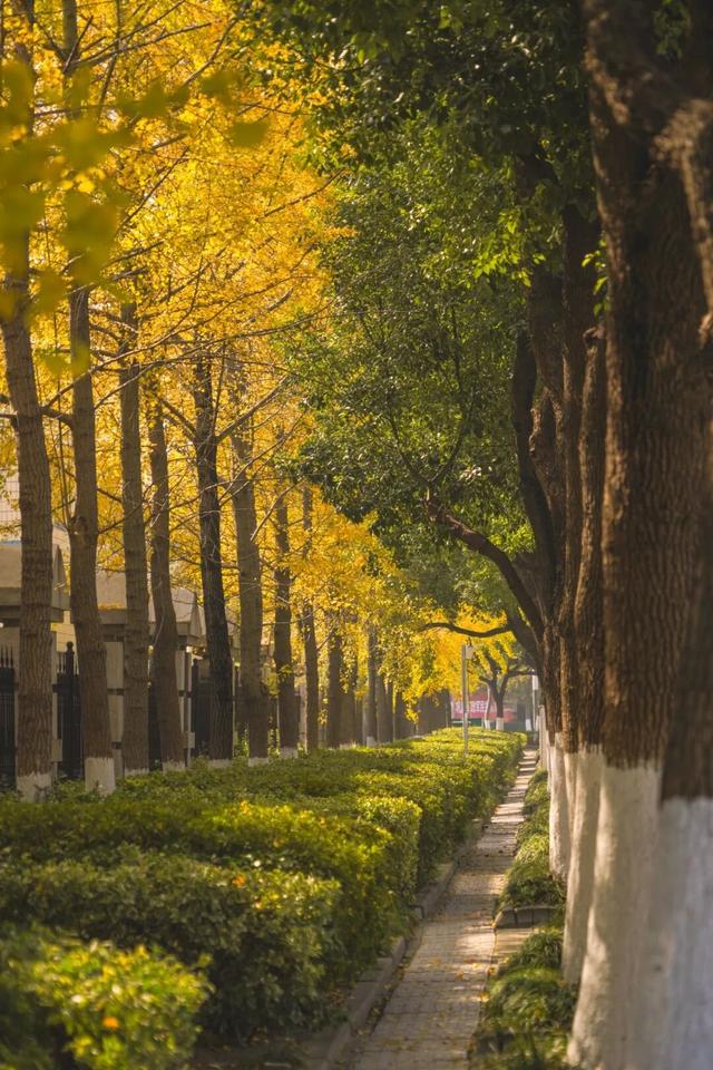 “美神”降临！太仓限定秋日美景，真的“杀”疯了！