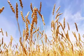 古浪县3个农产品获绿色食品A级产品认证图片