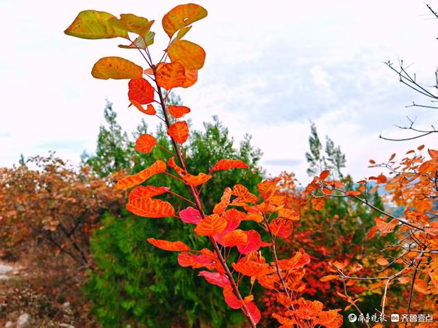 济南蝎子山，深秋 “鸳鸯火锅”景如画