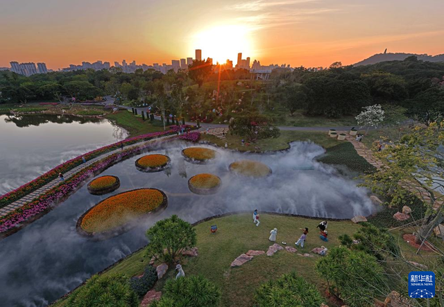 冬日暖阳映花俏