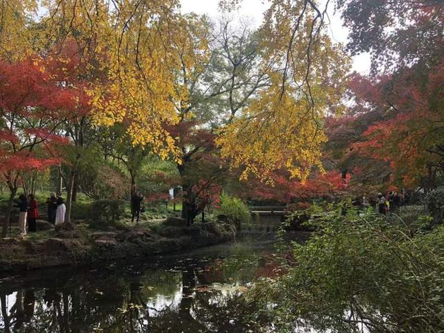 要降温了，准备好去迎接绚烂魔都！宝山寺的枫树已变红，秋霞圃的枫树、局门路的银杏再等20天