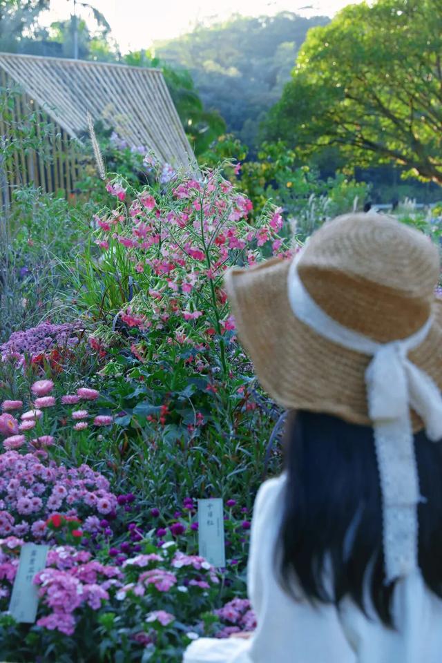 行摄 | 美爆了！秋日花海，限时上映