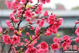 广西仫佬山乡桃花盛开春意浓图片