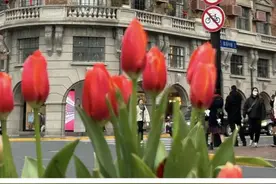 这花也有毒！上海街头常能看见，还能凑上去拍照打卡吗？图片