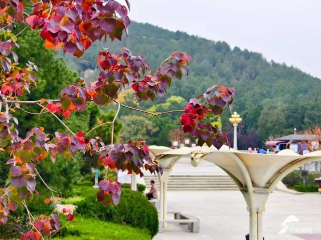 组图丨泰山天外村新植乌桕叶正红 这才是初冬该有的样子