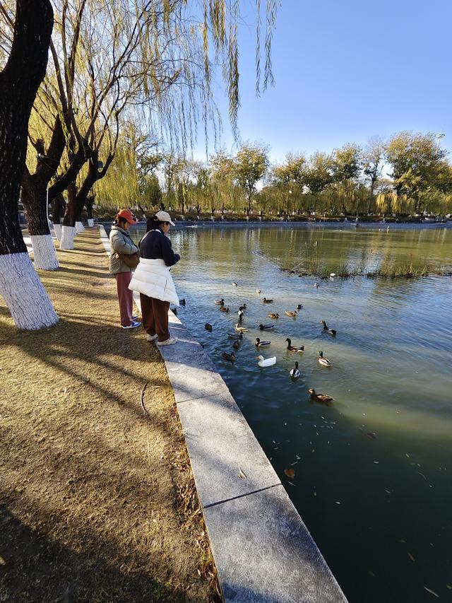 北京农展馆后湖，何以引来百鸟嬉？现场探秘——