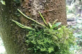 国家珍稀濒危植物在我县移植成功图片