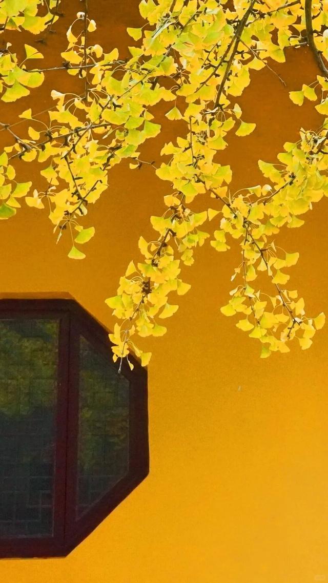 秋日限定“双骄”：从赏到玩转的完整攻略！