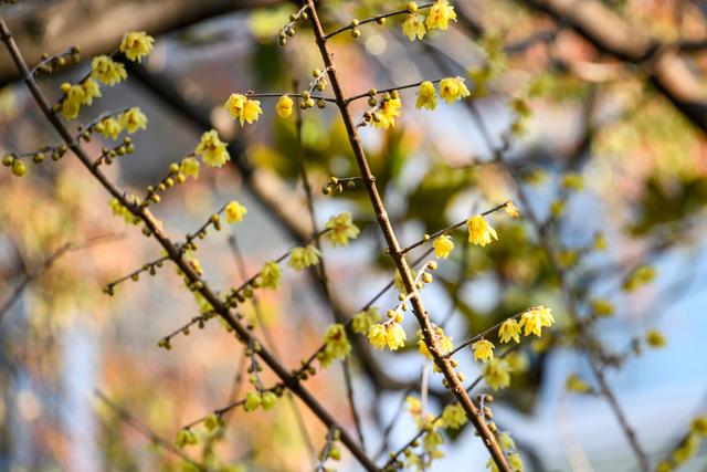 暗香浮动申城冬，闸北公园觅梅踪！