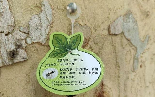 在北京路边看到这种黑色的蛹千万别动 网友：有官方“认领”