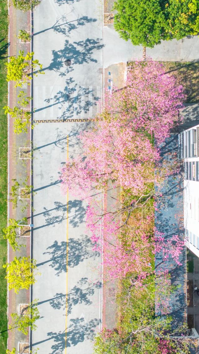 闽侯异木棉全盛登场！是谁的大学这么浪漫呀？