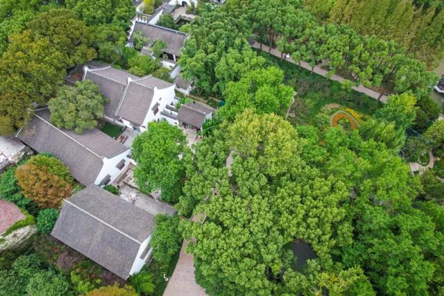 天气降温“发令枪响” ，桂花香“姗姗来迟”