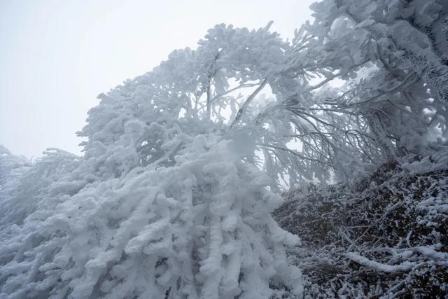 冬日限定！贵州的雾凇秘境藏不住了
