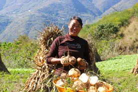 威宁自治县玉龙镇：3000亩地瓜采收忙 群众致富有良方图片