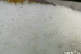 北京应对杨柳飞絮问题，长效治理与科学防护并行图片