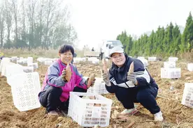 红薯“花样”多图片