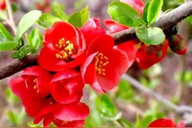 贴梗海棠丨花开红似火图片