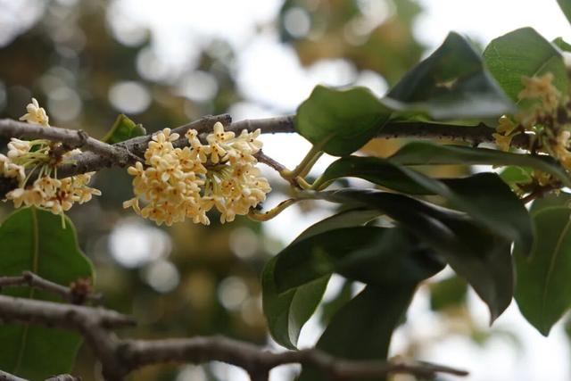 点 击 ↑ 看莲都的秋天