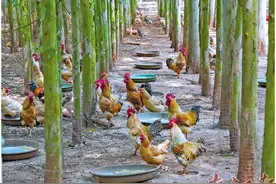 土鸡变金鸡    高鸣致富曲图片