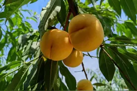 汉阴县双乳镇：黄金桃熟了！6月2日开园采摘图片