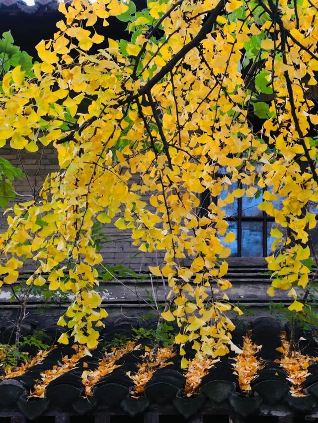 秋日限定“双骄”：从赏到玩转的完整攻略！