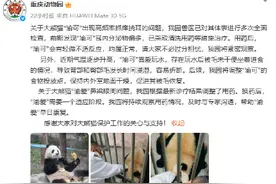 大熊猫“渝可”高频率抓痒挠耳，重庆动物园通报图片