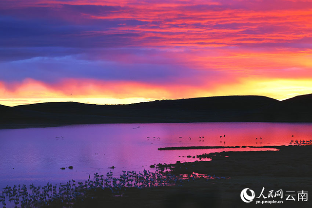 治愈系大片！鹤舞霞光里的诗行