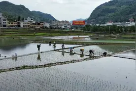 仁怀茅坝镇：农忙时节好风光 邻里互帮插秧忙图片
