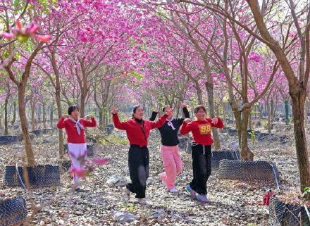 紫花风铃已成广州网红 错过就要等明年！