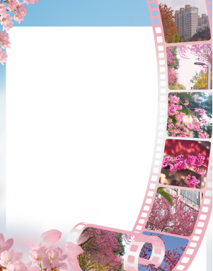 冬樱花又开 满城施粉黛 昆明主城冬日赏樱攻略请收藏