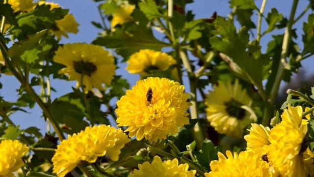 嘿，一起“采菊东篱”，就在这→