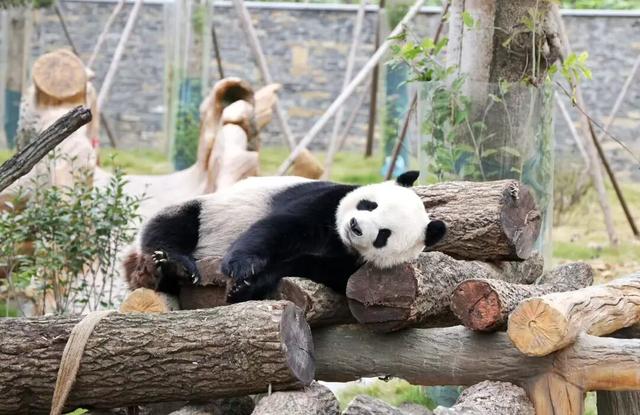 青睐绵阳 || 大熊猫+演唱会＝双倍快乐，交通指南请查收！