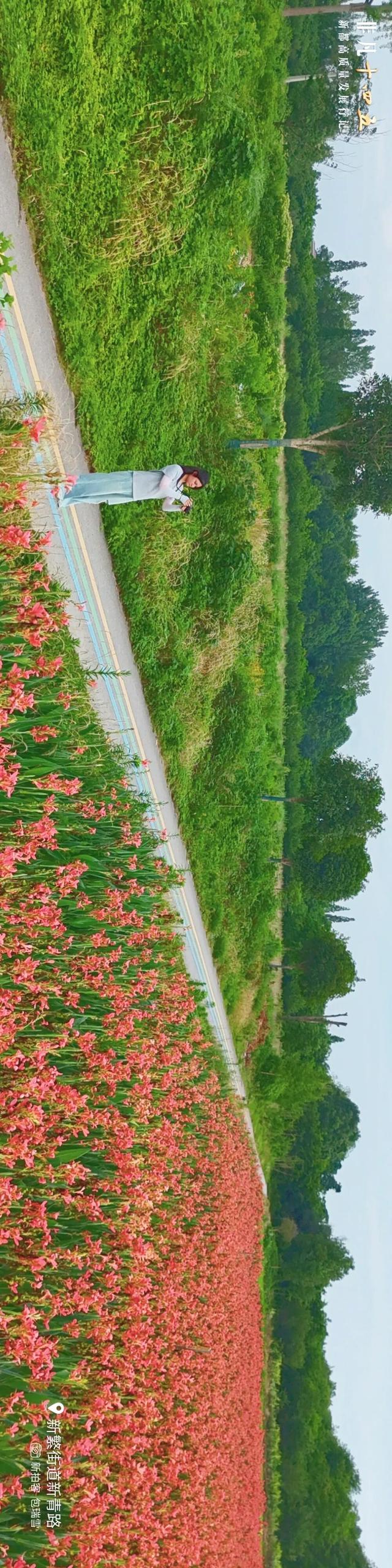 飞“阅”新都 | 一座生长在公园里的城市