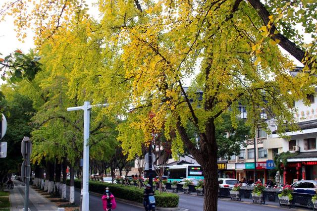江苏苏州：街头银杏渐泛金黄 古城添别样美感