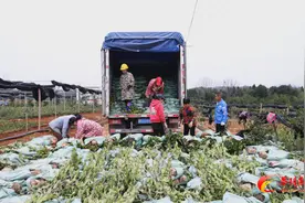 茶陵县：油茶移栽正当时 苗木基地销售旺图片