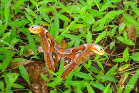 【多样云南】云南镇康发现世界最大蛾类乌桕大蚕蛾图片