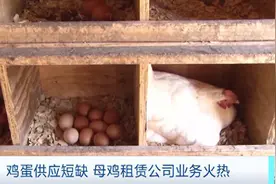 价格飙涨！美国鸡蛋价格逼近历史最高水平，特朗普：和我无关图片