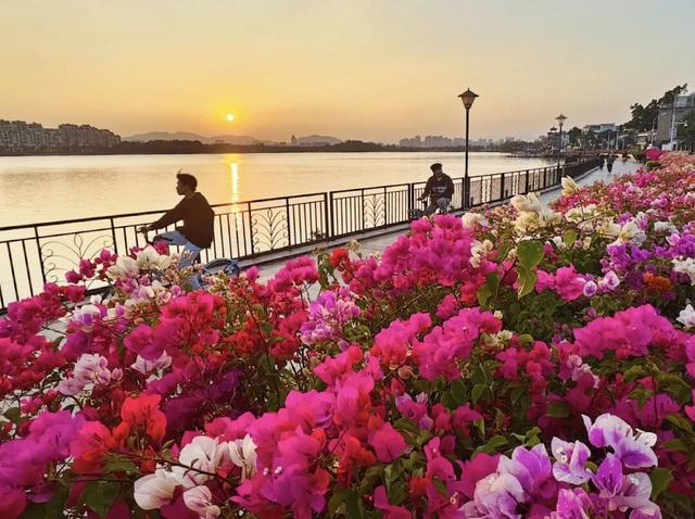 解锁冬日浪漫！来岩前星湖畔，一起走“花路”吧！