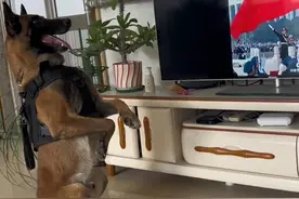 退役警犬看见升国旗，正襟危坐，听令后的动作让人感动，“这是刻在骨子里的忠诚”图片