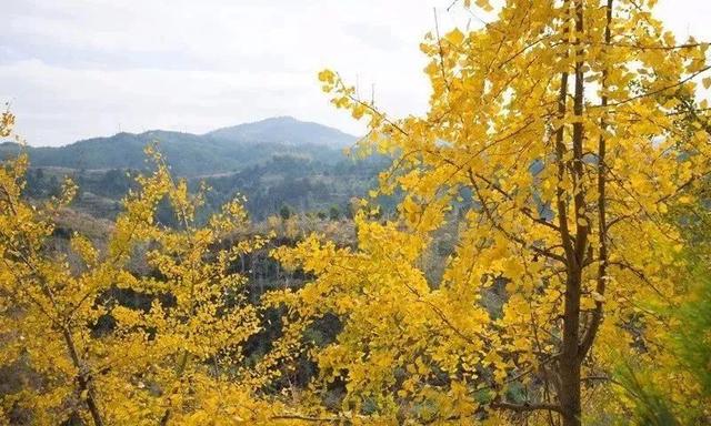 八闽秋冬，藏着一片金色童话