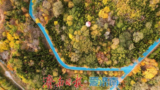 一年四季 泉在济南丨鲍山公园初冬限定美景 层林尽染如铺展天然画卷