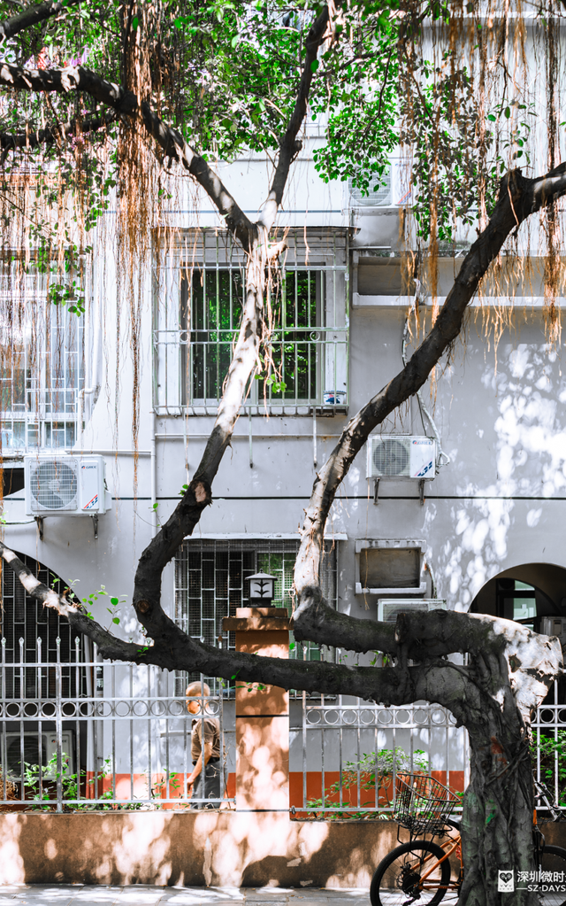 一条荔园路，多少蛇口人的前半生