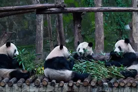 大熊猫“渝可”“渝爱” 雨中玩耍 “四喜丸子”围坐吃竹图片