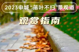 上海推出41条“落叶不扫”景观道，观赏指南→图片