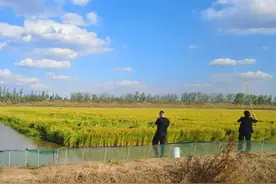 观稻景、钓螃蟹→快来打卡“秋天的第一只稻田蟹”！图片