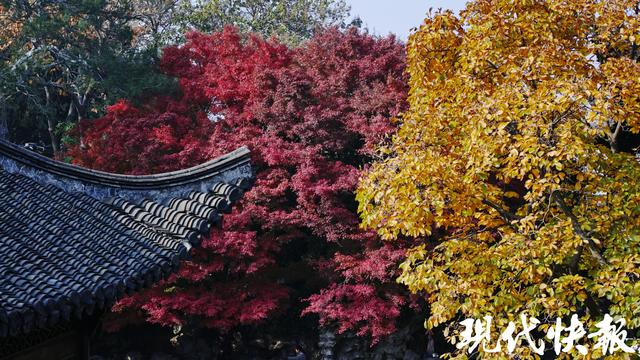 冬季限定美景，扬州何园的鸡爪槭红了