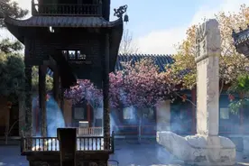 潭柘寺二乔玉兰盛开，周末赏花正当时图片